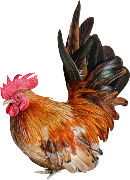 Side View of a Hen
